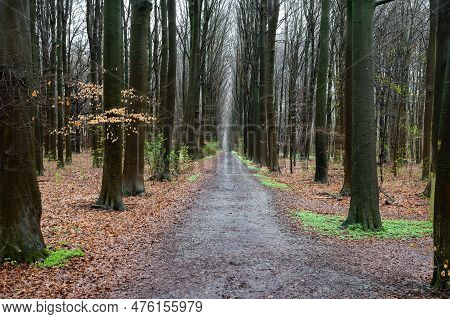 Walking Path Through The Wooods With Colorful Foliage, Bertem, Flemish Brabant Region, Belgium