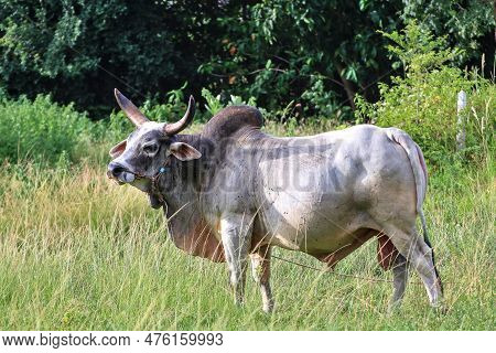 A White Bull With Large Curved Horns On Its Head. Standing Still In The Grass