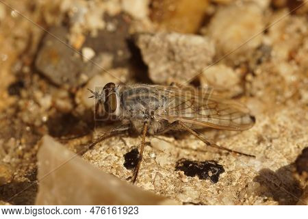 Natural Closeup On The European Coastal Silver-stiletto, Acrosathe Annulata, Sitting On Sand In The 