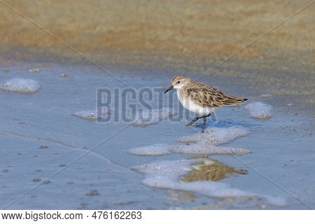 A Little Stint Standing In The Water At The Beach, Looking For Food, Sunny Day In Springtime In Cama