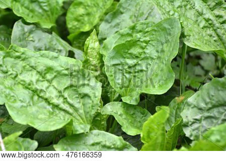In Summer, Plantain Is Large (plantago Major, Plantago Borysthenica) Grows In The Wild