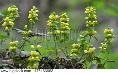 Spring In The Wild In The Woods Yellow Deaf Nettle (lamium Galeobdolon) Blooms