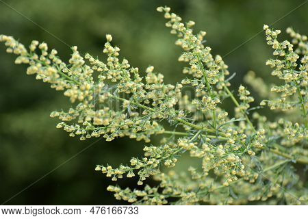 Annual Sagebrush (artemisia Annua) Grows In The Wild
