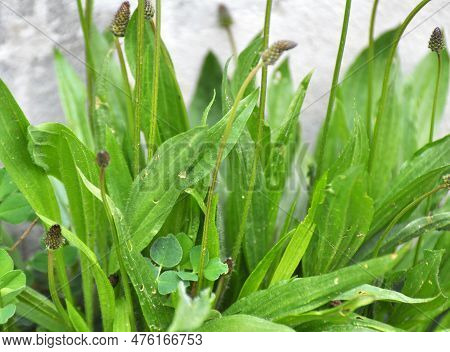 In The Wild Grows Plantain Lanceolata, Plantago Lanceolata