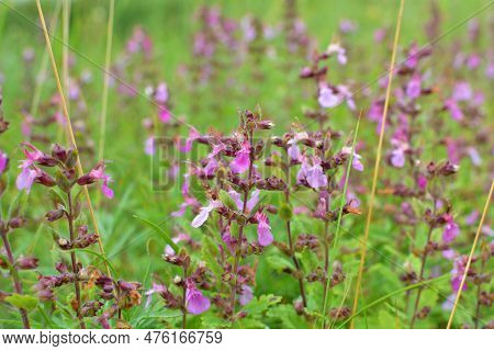 In Summer, Teucrium Chamaedrys Grows In The Wild Among Grasses