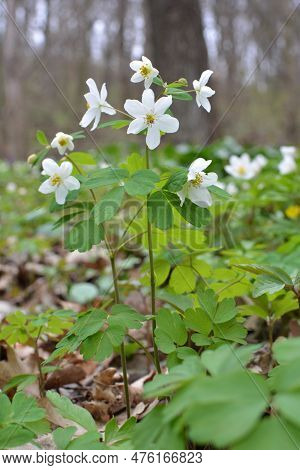 Spring In The Wild In The Forest Is Blooming Isopyrum Thalictroides