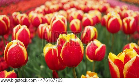 Tulip Flowers Species Benja Luca In Orange Yellow Color.