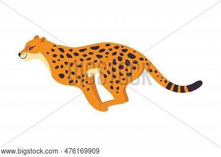 Running Leopard As Wild Cat With Long Spotted Body Vector Illustration