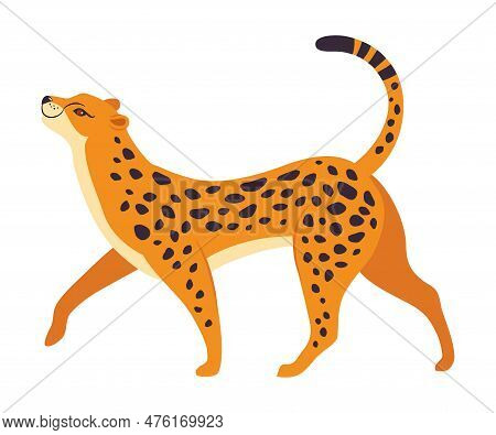 Walking Leopard As Wild Cat With Long Spotted Body Vector Illustration