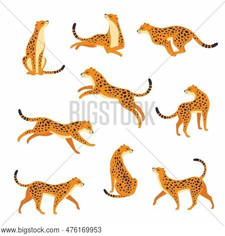 Leopard As Wild Cat With Long Spotted Body Sitting, Running And Walking Vector Set