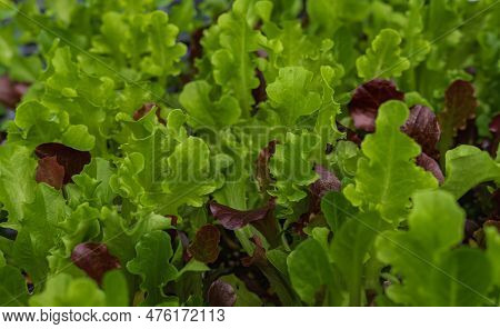 Fresh Lettuce Crop Leaves Variety In Farm Garden. Lettuce Different Varieties. Summer Crops Lettuce 
