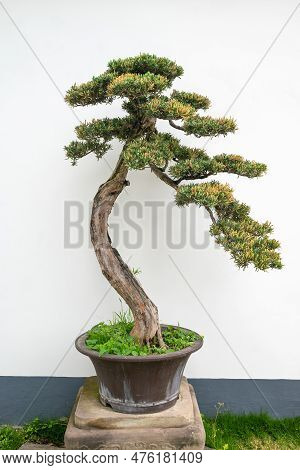 Bonsai Tree Against White Wall In Yi Yuan Yuan Lin Bo Wu Guan Park, Chengdu, Sichuan Province, China