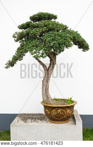 Bonsai Tree Against White Wall In Yi Yuan Yuan Lin Bo Wu Guan Park, Chengdu, Sichuan Province, China