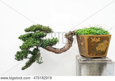 Bonsai Tree Against White Wall In Yi Yuan Yuan Lin Bo Wu Guan Park, Chengdu, Sichuan Province, China