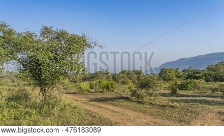 A Dirt Safari Road Runs Through The Jungle. On The Roadsides There Is Green Grass, Bushes, Trees. Mo