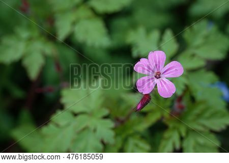 Closeup On The Small Colorful Pink Flower Of The Roberts Or Scots Geranium Robertianum In The Forest