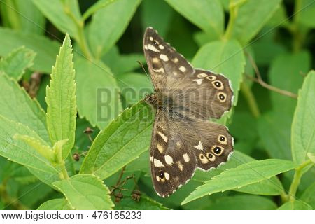 Natural Closeup On A Fresh Emerged Speckled Wood Butterfly, Pararge Aegeria, Sitting With Spread Win