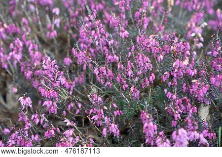 Flowerinf Calluna Vulgaris, Common Heather, Ling, Or Simply Heather In Spring.