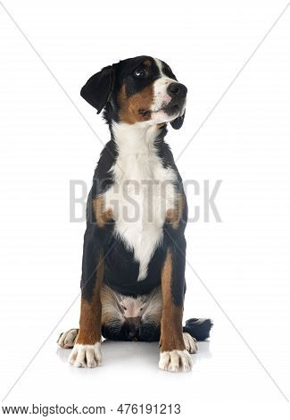 Puppy Appenzeller Sennenhund In Front Of White Background