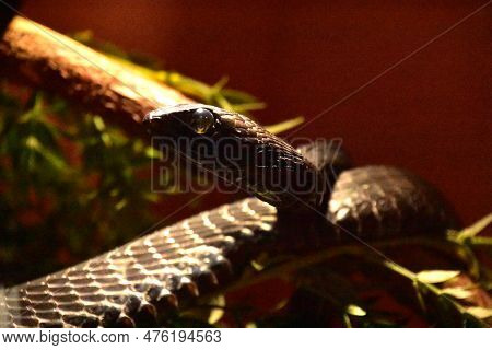 Black Boomslang Snake Wound Around A Tree Branch.