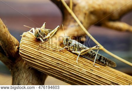 The Migratory Locust (latin Locusta Migratoria) Is Gray, Sitting On The Branches Of A Tree Among The