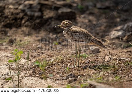 Water Thick-knee Stands Eyeing Camera In Sunshine