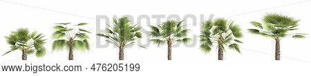 3d Illustration Of Set Sabal Palm Isolated On Black Background