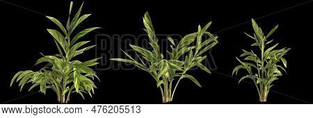 3d Illustration Of Set Alpinia Zerumbet Plant Isolated On Black Background