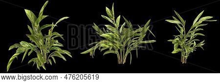 3d Illustration Of Set Alpinia Zerumbet Plant Isolated On Black Background Human's Eye View