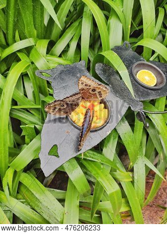 Fresh Pieces Of Fruit Such As An Orange As Food For Butterflies.