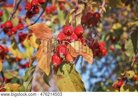Selective Focus Red Ripe Small Fruits On The Tree In Orchard, Malus Is A Species Of Small Deciduous 