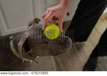 Dog Trainer Holds A Tennis Ball On Pitbull Puppy's Nose