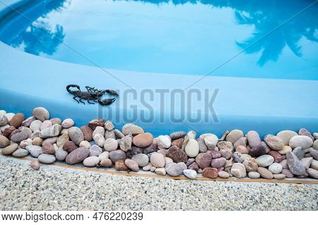 Scary Black Scorpion Crawling On Swimming Pool. During Hot Spring And Summer Days, They Often Wander