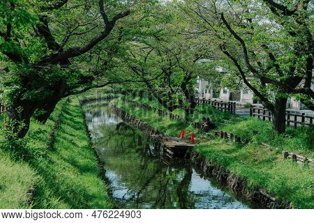 Japanese Cherry Blossom Viewing Spots At Shingashi River In Kawagoe, Saitama, Japan