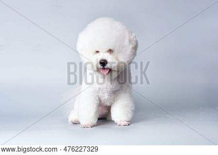 Bichon Frise After Grooming On A Gray Background.