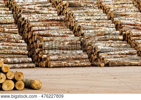 Big And Tall Stacks Of Birch Logs, Timber Industry Storage For Export, For Plywood Industry, Defores