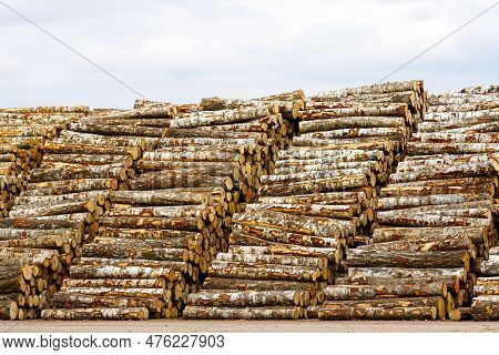 Big And Tall Stacks Of Birch Logs, Timber Industry Storage For Export, For Plywood Industry, Defores