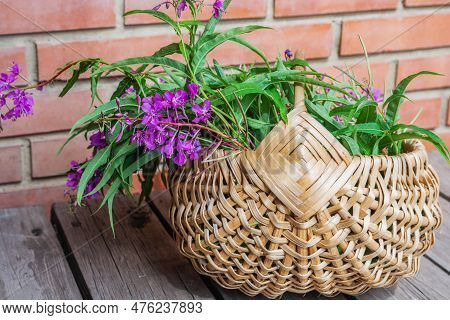 Large Wicker Basket With Rosebay Willowherb Or Fireweed. Pink Fireweed Flowers Are Collected In A Me