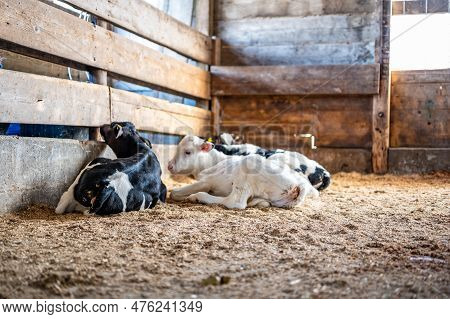 Weaned Holstein Dairy Calves Laying A Pen On Sawdust And Straw.