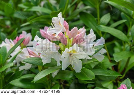Light Pink Rhododendron Caucasicum On A Background Of Green Leaves