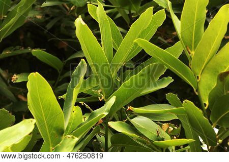 Diospyros Peregrina Tobacco Wrapping Leaf In Close Up