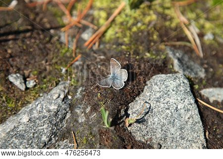 'rustic' Arctic Blue (plebejus Glandon Rusticus) Butterfly In Beartooth Mountains, Montana