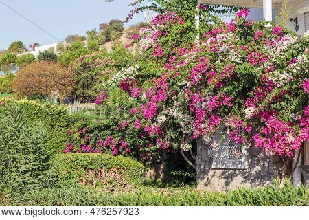 Beautiful Pink And White Begonville Flowers On Traditional Summer House In Bodrum Turkey. Mediterran
