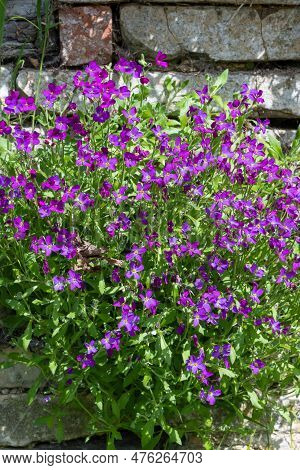 Lilacbush (aubrieta Deltoidea) Flowers
