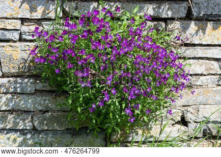 Lilacbush (aubrieta Deltoidea) Flowers