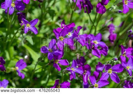 Lilacbush (aubrieta Deltoidea) Flowers
