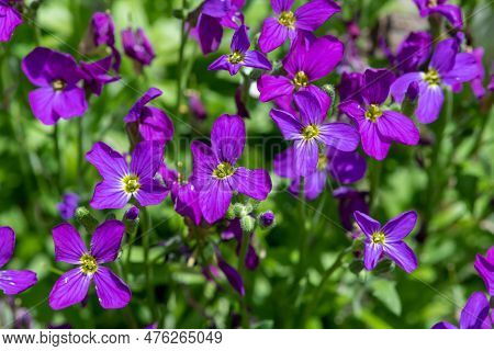 Lilacbush (aubrieta Deltoidea) Flowers