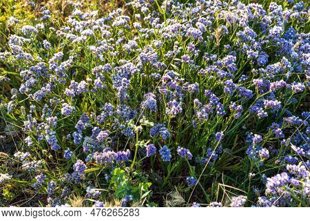 Mediterranean Sea. Shore Overgrown With Limonium Sinuatum