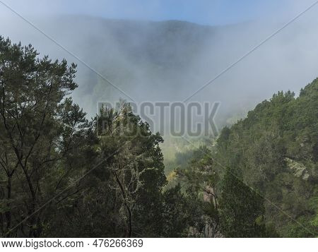 View Of Mossy Tree At Valley With Village El Cedro, Foggy Green Hill At Mist Laurisilva Forest Of Th