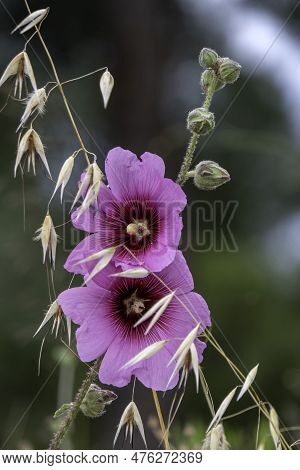 Large Pink Flowers Of Common Hollyhock Mallow Or Malva Alcea Close Up In Sunlight